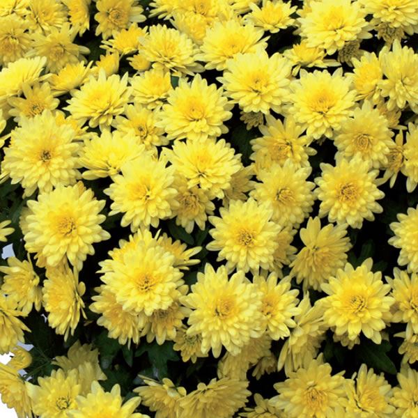VOILACTEÉ JAUNE®